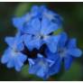 Ceratostigma griffithii, plumbago rampant