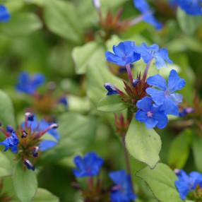 Ceratostigma plumbaginoides - Plumbago de Chine
