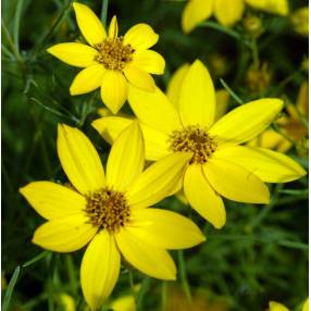 Coreopsis verticillata 'Zagreb', Oeuil de jeune fille