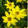 Coreopsis verticillata 'Zagreb', Oeuil de jeune fille