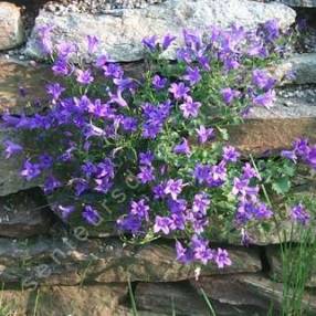 Campanula portenschlagiana, Campanule des murailles