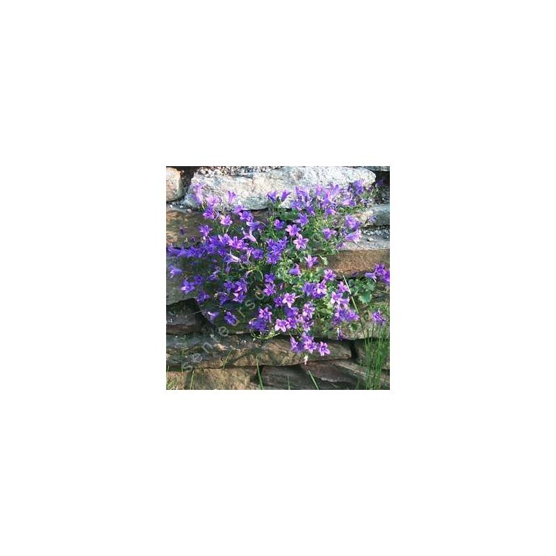 Campanula portenschlagiana, Campanule des murailles