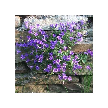 Campanula portenschlagiana, Campanule des murailles