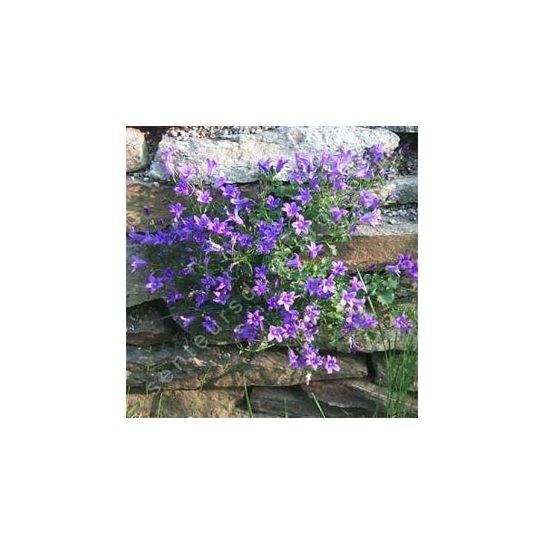 Campanula portenschlagiana, Campanule des murailles