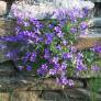 Campanula portenschlagiana, Campanule des murailles