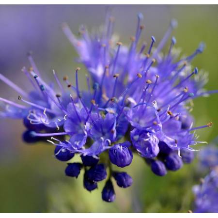 Caryopteris x clandonensis 'Kew Blue' - Barbe bleue