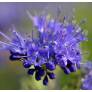 Caryopteris x clandonensis 'Kew Blue' - Barbe bleue