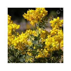 Coronilla glauca - Coronille glauque