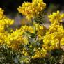 Coronilla glauca - Coronille glauque