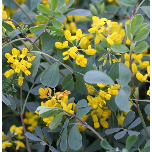 Coronilla glauca - Coronille glauque