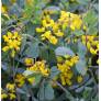 Coronilla glauca - Coronille glauque