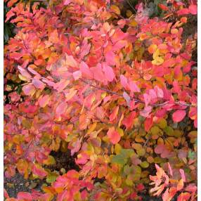 Cotinus coggygria - Arbre à perruques, Fustet