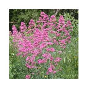 Centranthus ruber, Valeriane des murs, Lilas d'Espagne