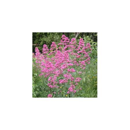 Centranthus ruber, Valeriane des murs, Lilas d'Espagne