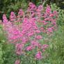 Centranthus ruber, Valeriane des murs, Lilas d'Espagne