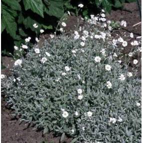 Plantes couvre-sols permettant de diminuer l'entretien au jardin