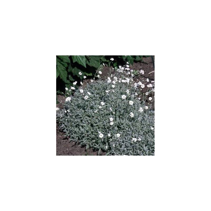 Cerastium tomentosum - Céraiste, Orielle de souris