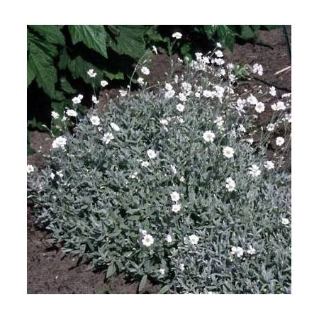 Cerastium tomentosum - Céraiste, Orielle de souris