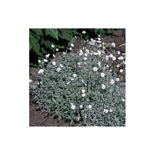 Cerastium tomentosum - Céraiste, Orielle de souris Cerastium tomentosum - Céraiste, Orielle de souris