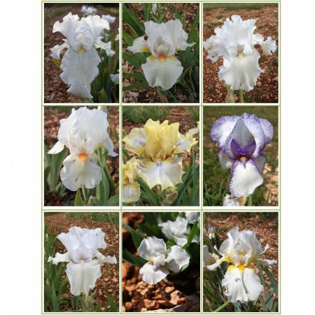 Collection d'iris blancs