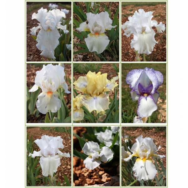 Collection d'iris blancs Collection d'iris blancs