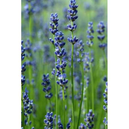 Lavandula angustifolia 'Beate', Vraie Lavande