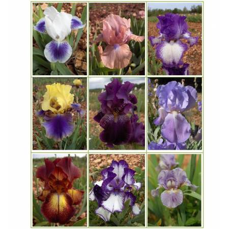 Collection d'iris parfumés