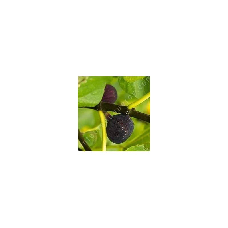 Figuier 'Noire de Barbentane' - Ficus carica noir
