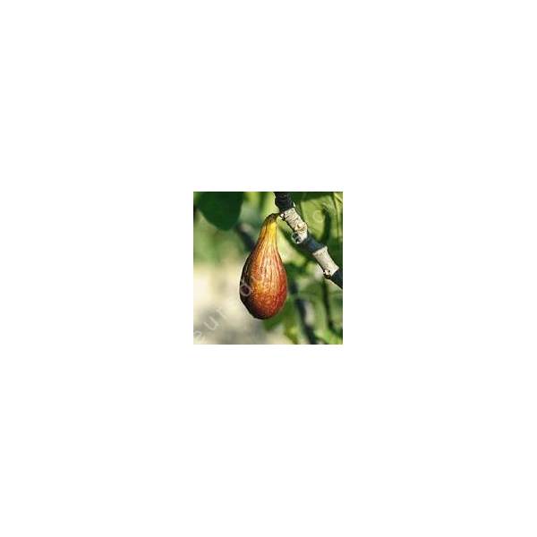 Figuier 'Brown Turkey' -  Ficus carica