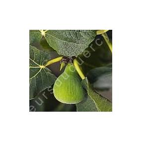 Figuier 'Dame Blanche' - Ficus carica