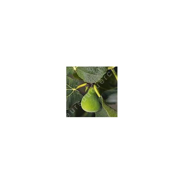 Figuier 'Col de Dame Blanc' - Ficus carica Figuier 'Col de Dame Blanc' - Ficus carica