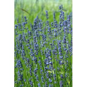 Lavandula angustifolia 'Beate', Vraie Lavande