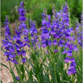 Penstemon strictus