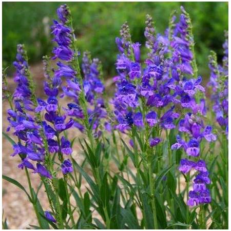 Nepeta curviflora - Herbe à chat à fleur courbe pour jardin sec