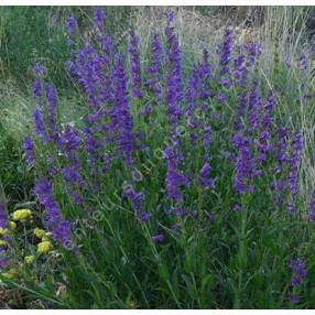 Penstemon strictus