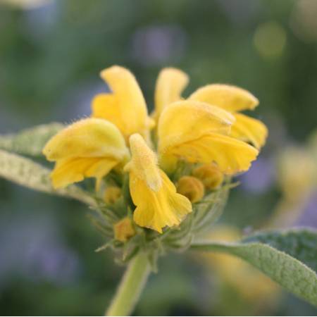 Phlomis x cytherea 