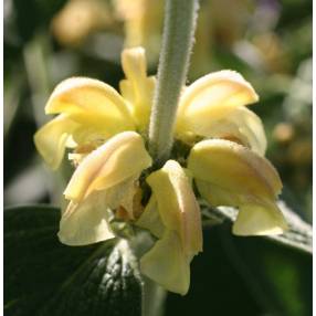 Phlomis 'Le Chat' - Sauge de Jérusalem