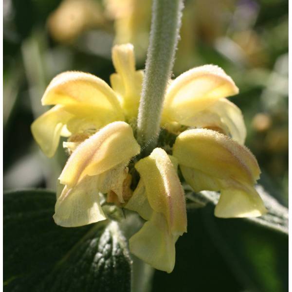 Phlomis 'Le Chat' - Sauge de Jérusalem