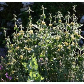 Phlomis 'Le Chat' - Sauge de Jérusalem