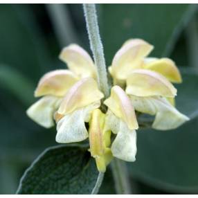 Phlomis 'Le Chat' - Sauge de Jérusalem