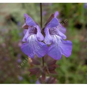 Salvia 'Amparito'