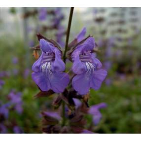 Sauge à fleur blanche condimentaire - Salvia officinalis 'Albiflora