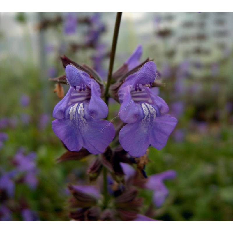 Salvia 'Amparito'