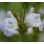 Salvia 'Château Cathare'