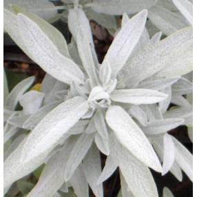 Salvia officinalis 'Nazareth' - Sauge officinale grise