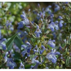 Salvia officinalis 'Nazareth' - Sauge officinale grise