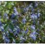 Salvia officinalis 'Nazareth' - Sauge officinale grise