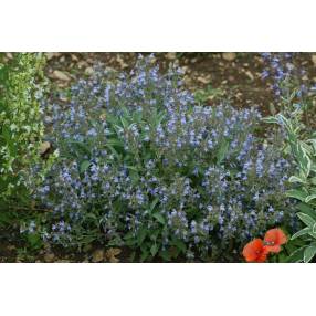 Salvia officinalis 'Nazareth' - Sauge officinale grise