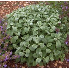 Salvia officinalis 'Crispa' - Sauge officinale crispée