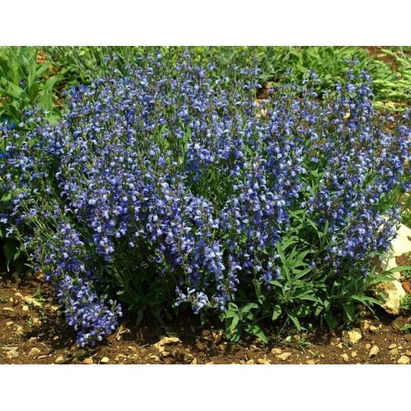 Sauge officinale à feuille de lavande Salvia lavandulifolia